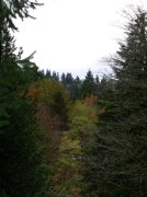 11.06.05 Wildwood Trail 014 